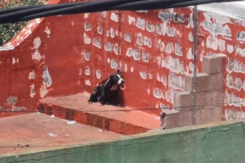 Perro atado a pleno sol sin agua en Tacoronte