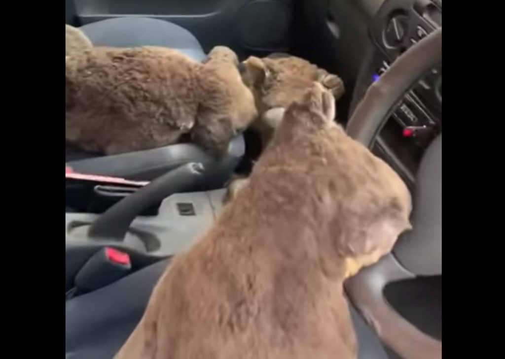 Koalas en los incendios de Australia. Youtube (Storyful Rights Management)