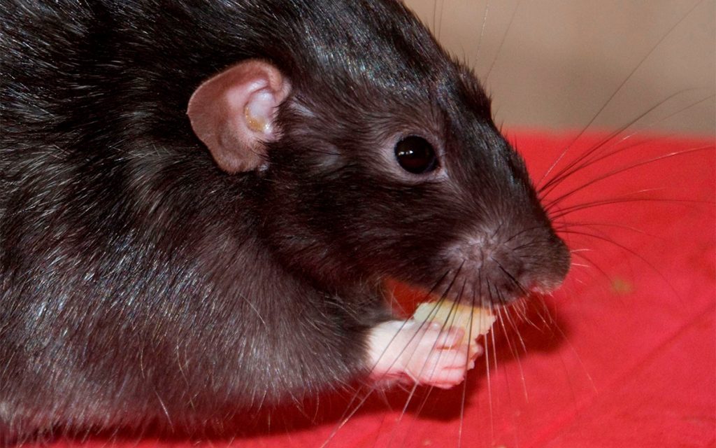 RATA NEGRA