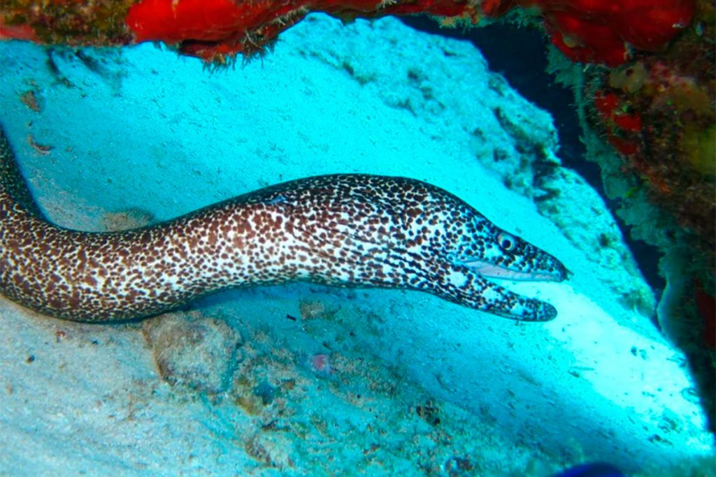 ANGUILA