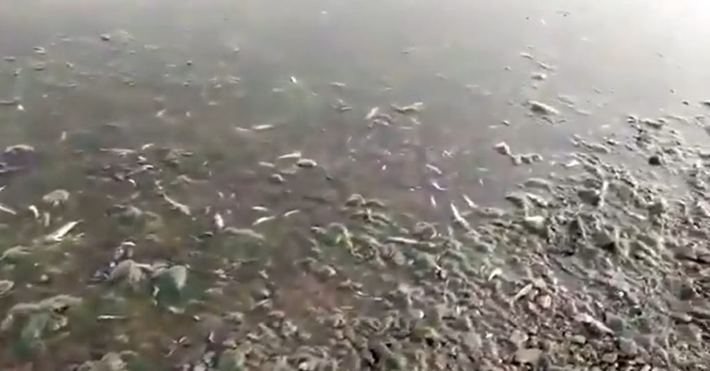 Peces muertos en el Mar Menor