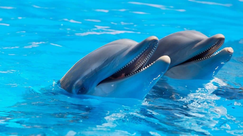 delfín en Tenerife