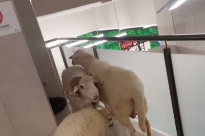 Va a comprar en un Mercadona de Canarias y se encuentra con un carnero y 2 ovejas