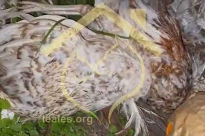 Los delitos de maltrato animal por santería se disparan en Canarias