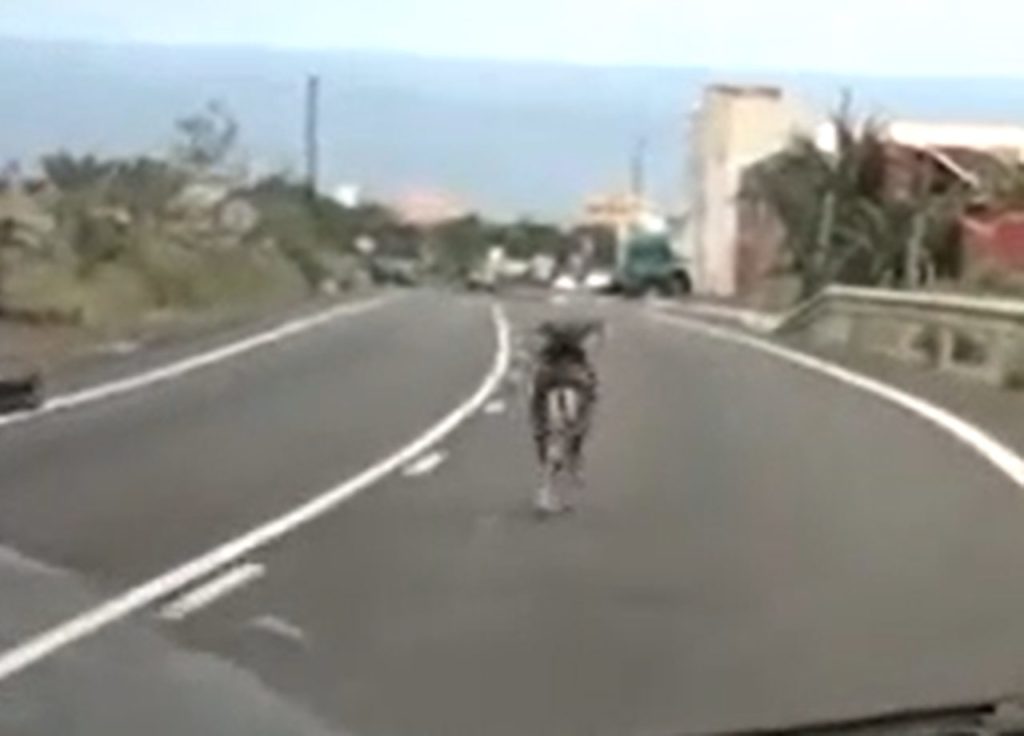 Un muflón sorprende a los conductores en una carretera de Tenerife