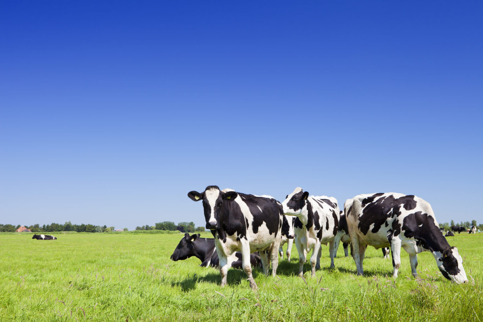 Mueren 9 vacas tras comer burundanga