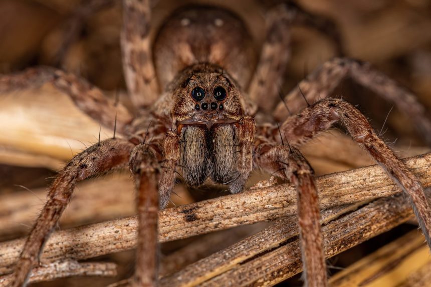 Sorprendida por una terrorífica araña en Tenerife: "Vacié todo el espray en ella"