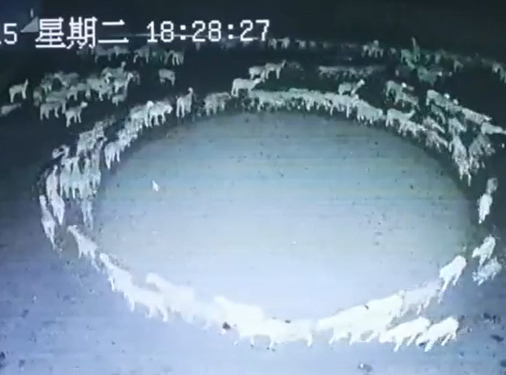 Misterio en China: un rebaño de ovejas camina en círculo desde hace 15 días