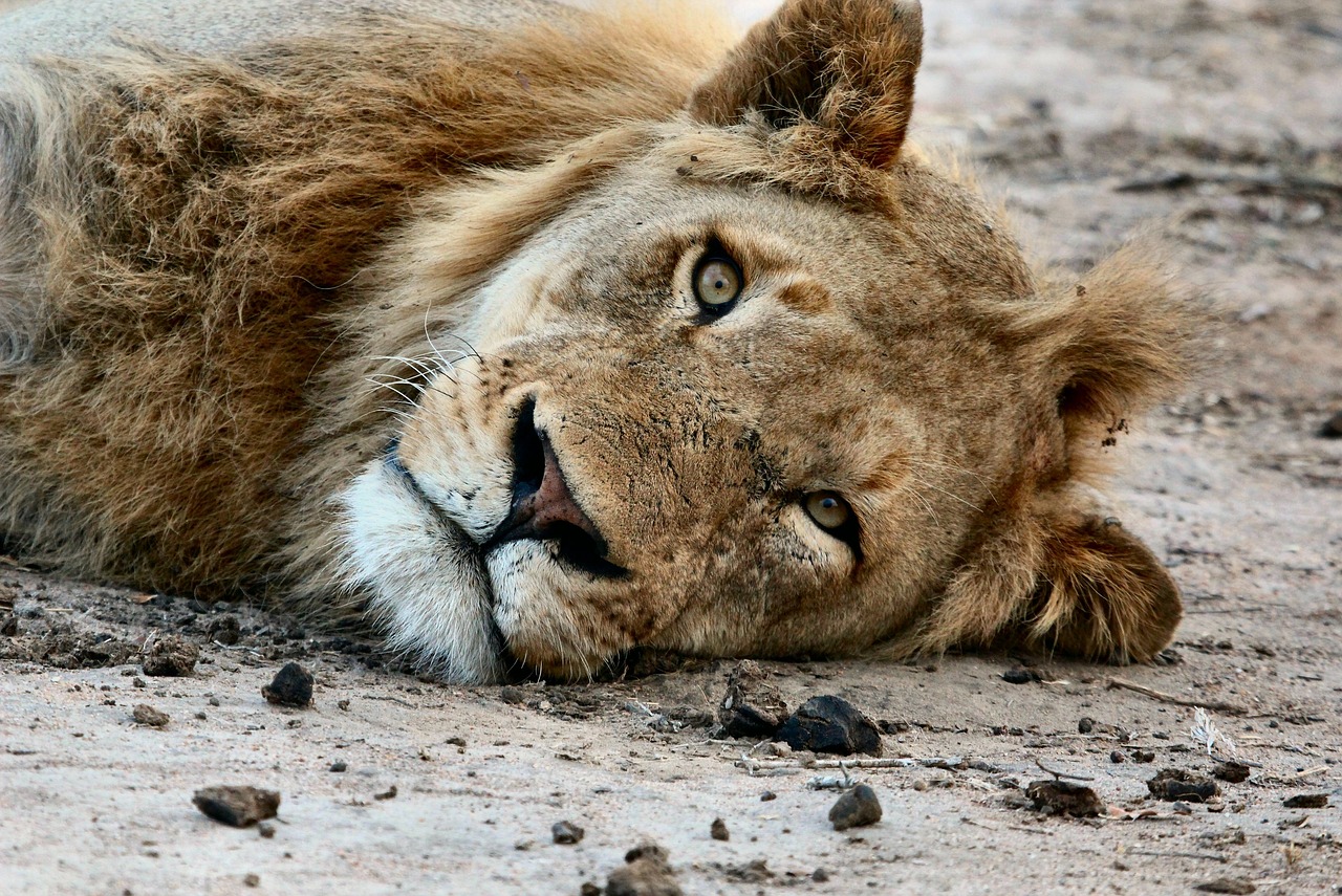 Resacón en Qatar: salen a comprar cerveza y acaban en un palacio con leones