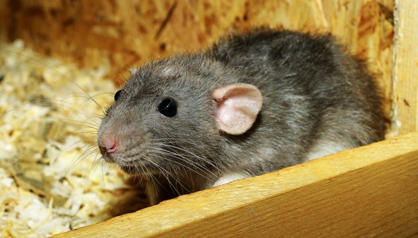 Desaparecen 200 kilos de droga y la Policía dice que es "culpa de las ratas"