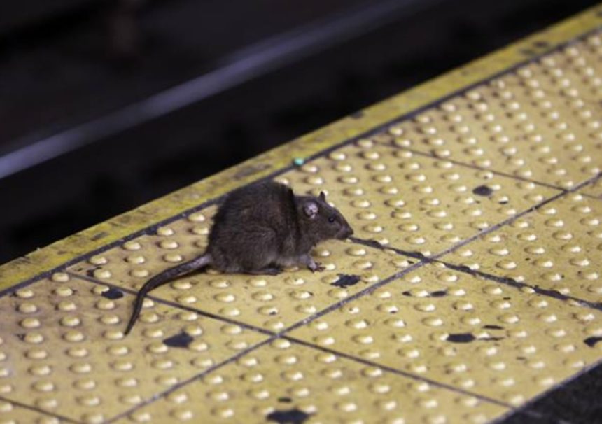 Buscan a alguien con "instinto asesino" para exterminar millones de ratas: pagan 161.000 euros