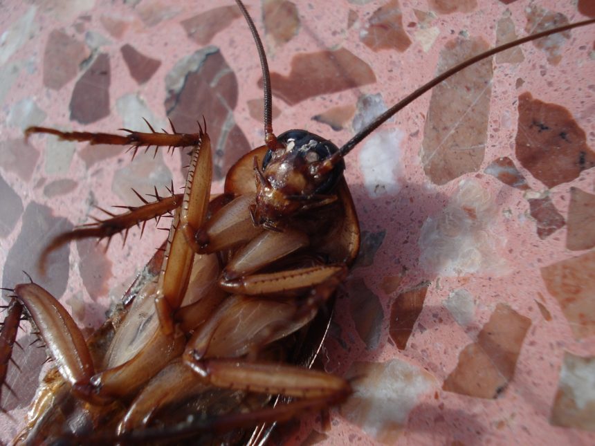 Cucarachic Park: encuentran la primera cucaracha fósil recuperada con espermatozoides