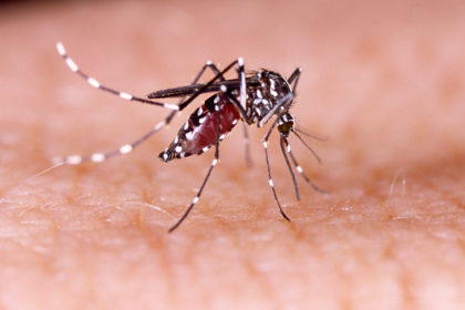Confirman la presencia del mosquito del Zika en una casa en Canarias