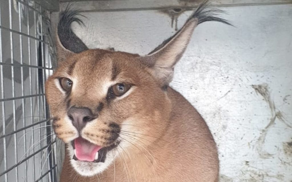 Capturan un extraño ejemplar de caracat: un felino híbrido