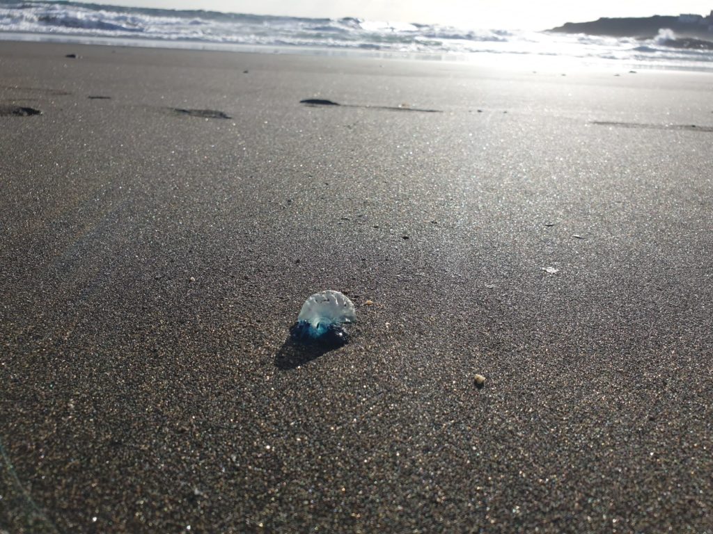 Detectan aguavivas en dos playas de Gran Canaria: queda el baño prohibido