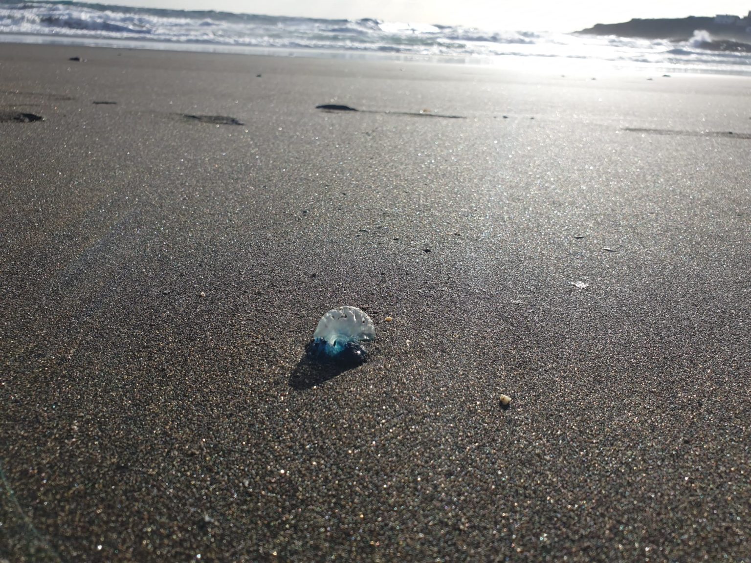 Detectan aguavivas en dos playas de Gran Canaria: queda el baño prohibido