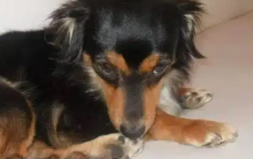 Muere un perro en Tenerife tras tirarse de un edificio por culpa de los petardos