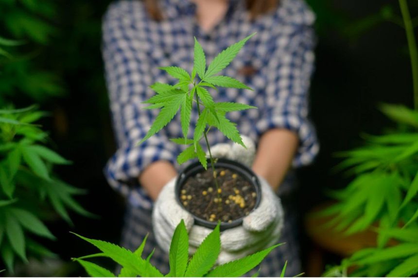 Por qué me han fallado las semillas de marihuana - Blog GB