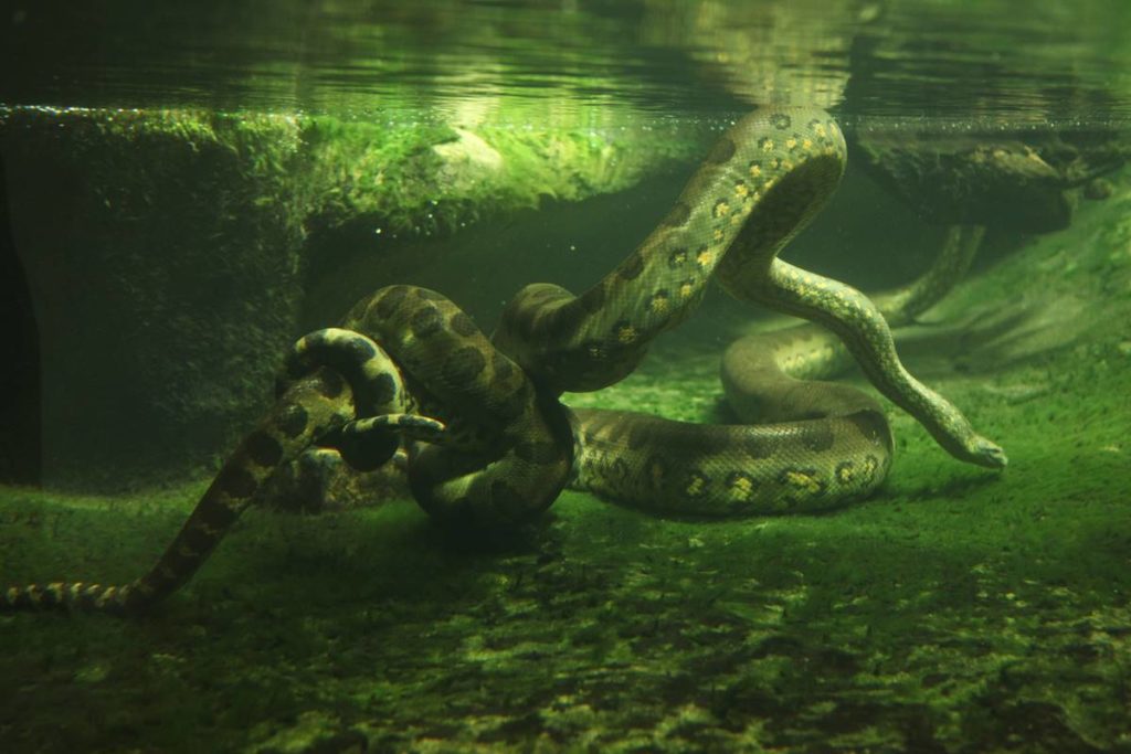 anaconda gigante