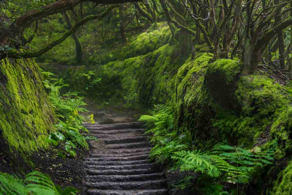 Parque de Anaga Tenerife