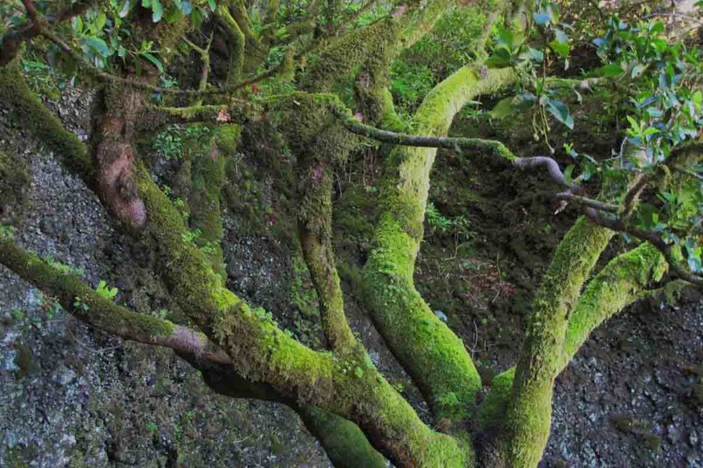 Árbol Garoé el hierro Canarias