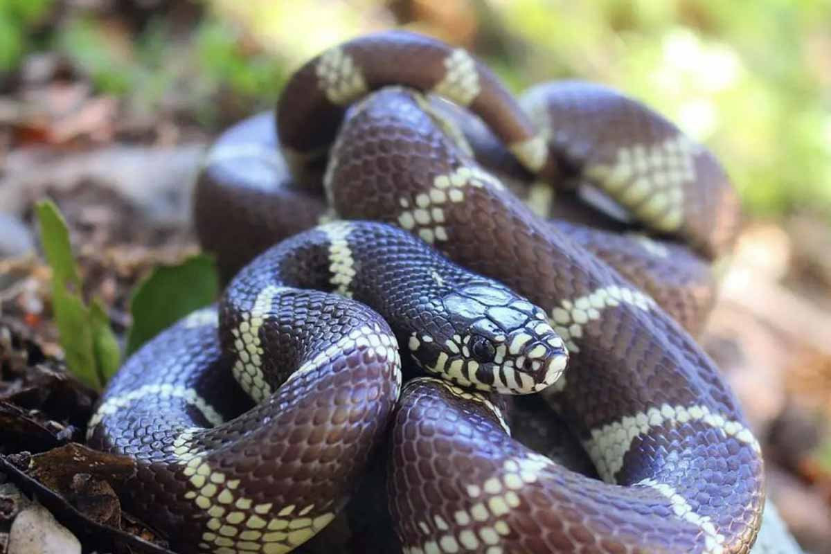 culebra invasora gran canaria canarias