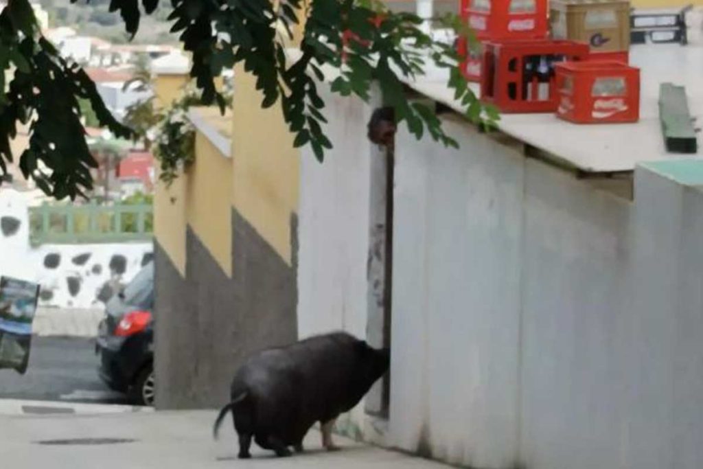 cochino paseando canarias