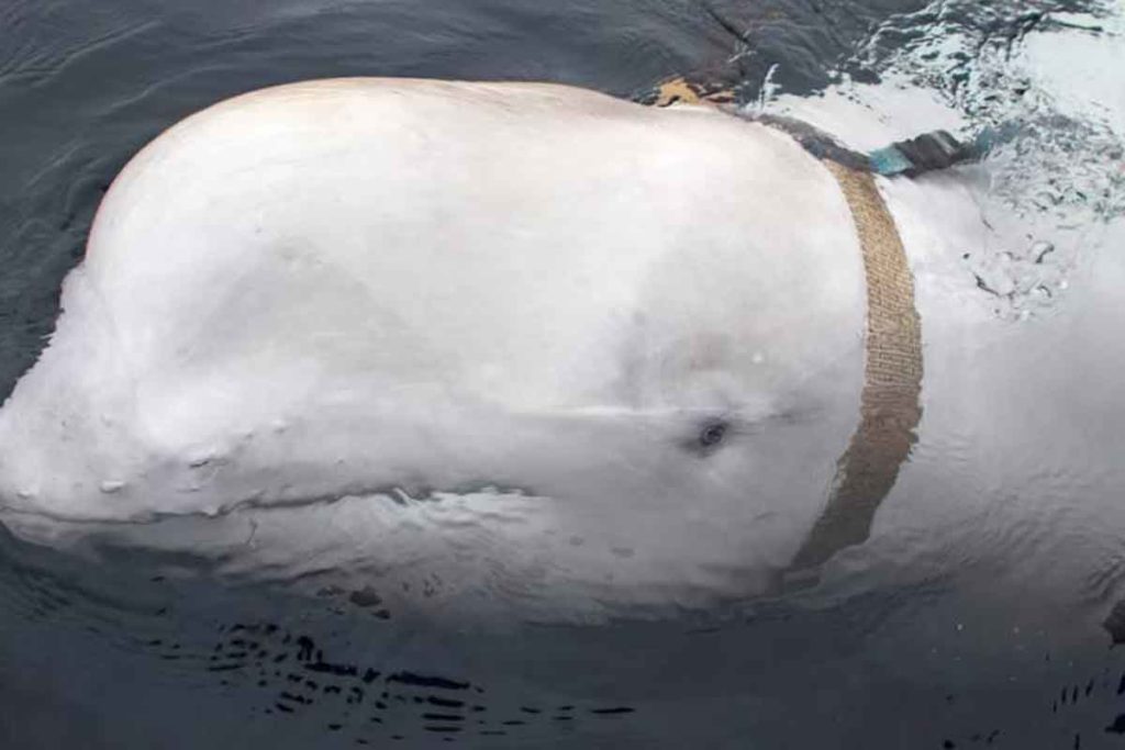 ballena Noruega Rusia