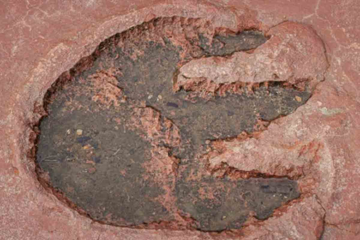 huellas científicos dinonaurios