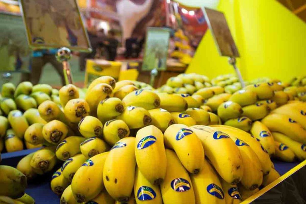 Plátano de Canarias