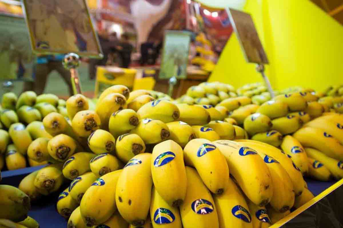Plátano de Canarias