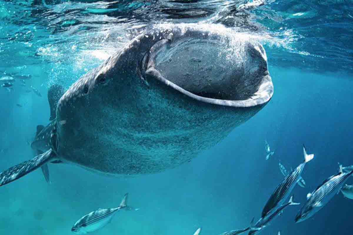 Tiburones en Canarias