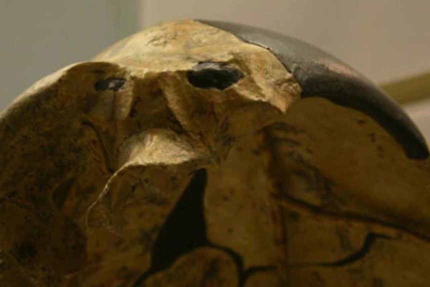 arqueólogos investigadores cráneo humano