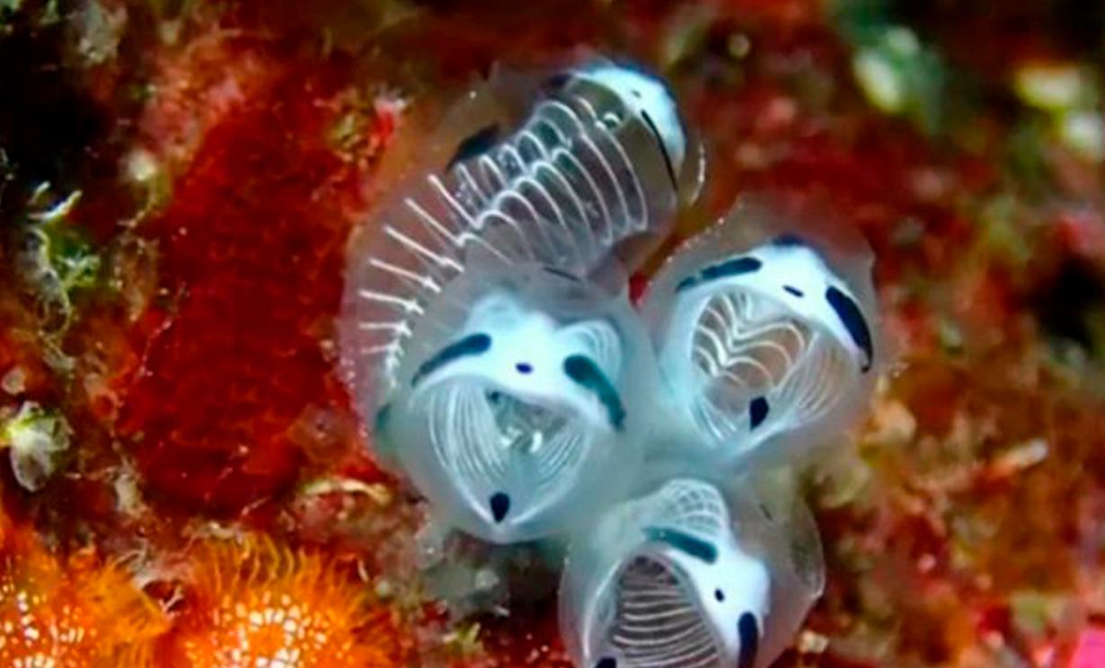 Medusa descubierta ha sido bautizado como Clavelina ossipandae