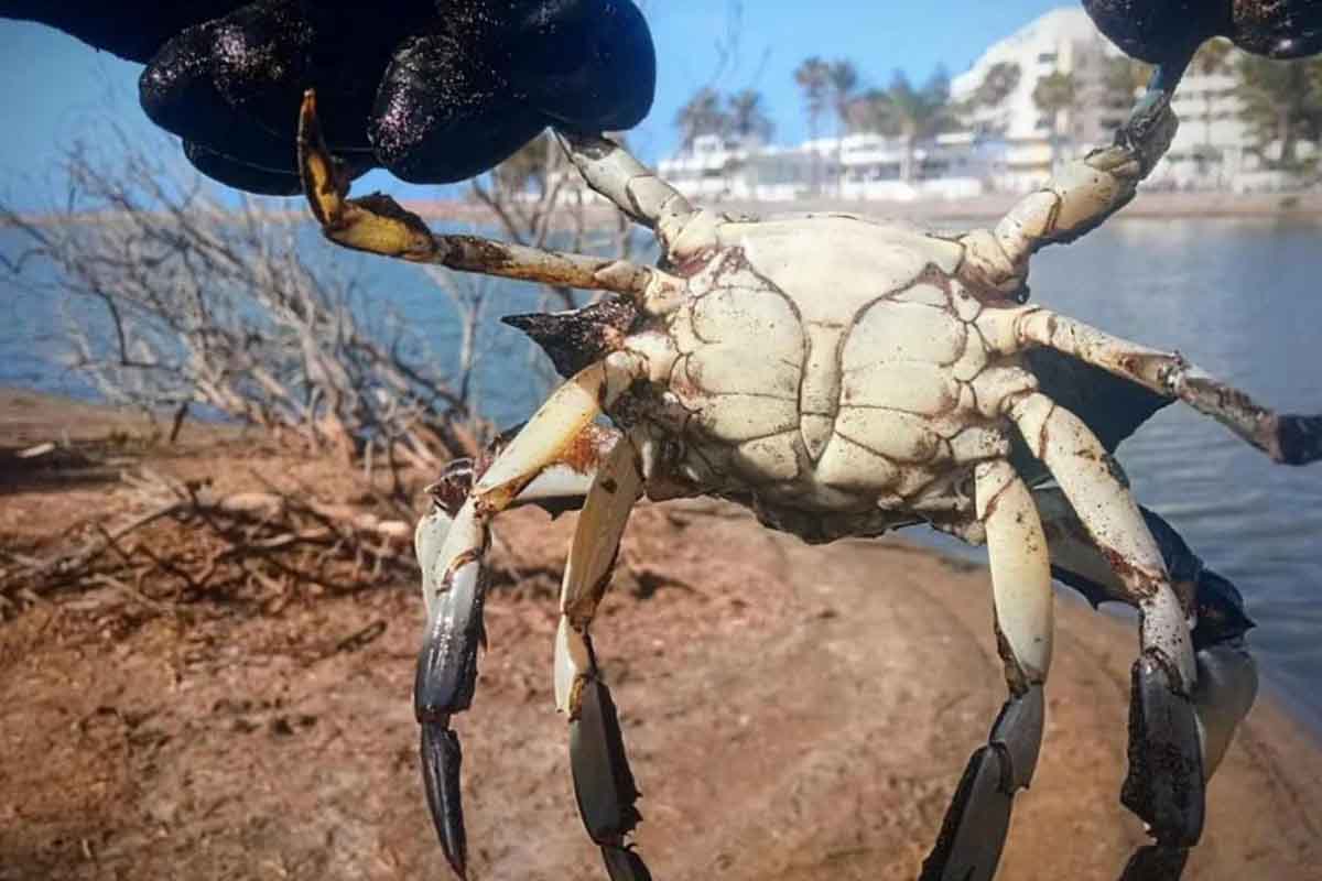 Cangrejos Canarias micro plásticos