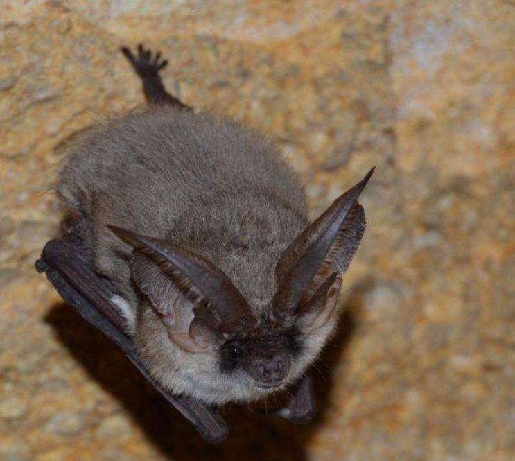 Murciélago orejudo gris en Devon descubierto por los científicos