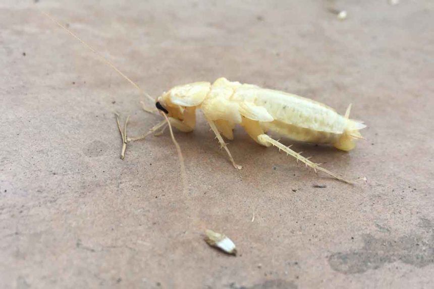 Cucaracha blanca hogar