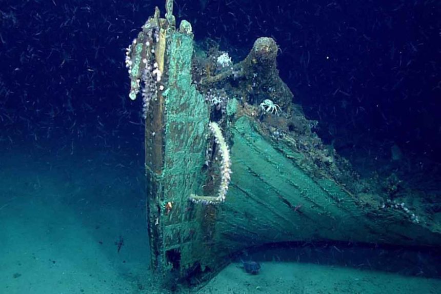 Medusa descubrimiento Japón científicos
