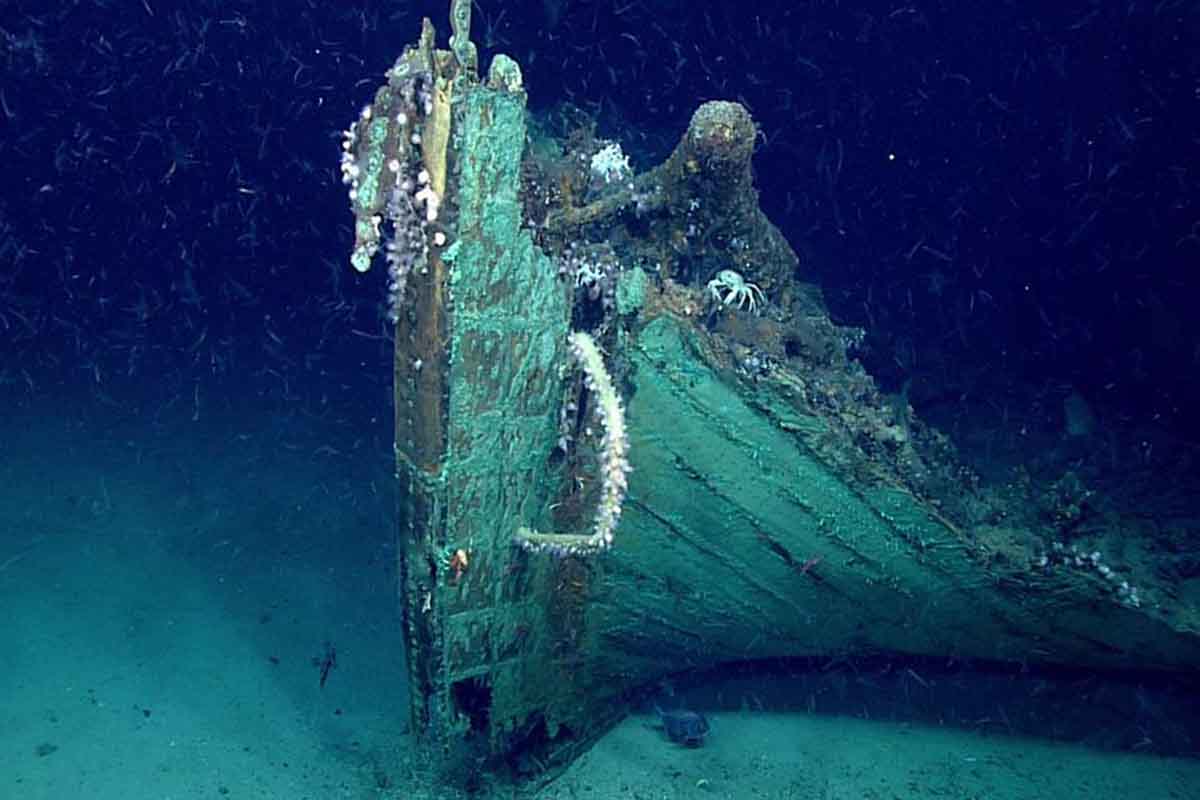 Medusa descubrimiento Japón científicos