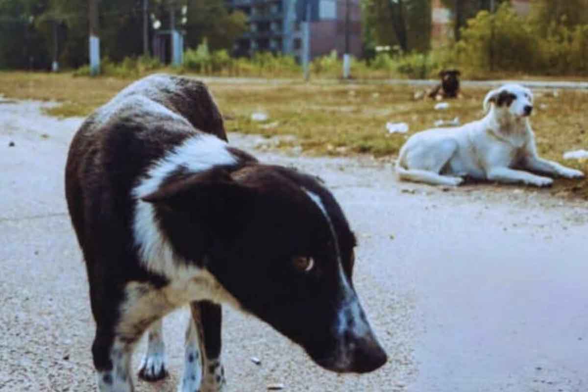 chernobyl científicos perros