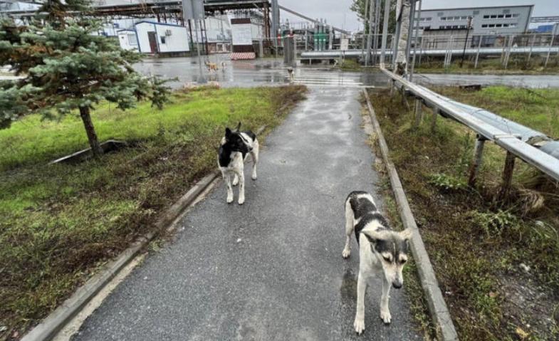 chernobyl perros científicos