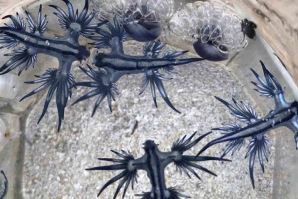 Dragones azules Canarias