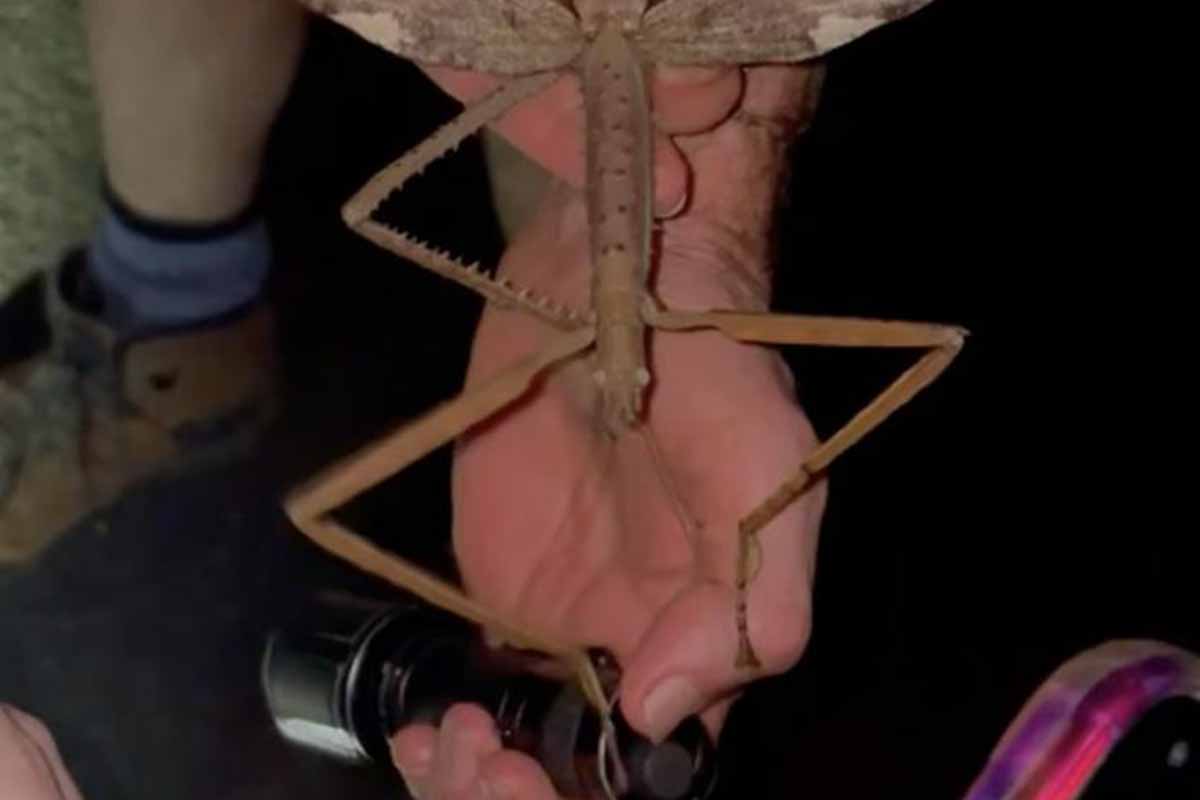 Insecto descubrimiento científicos ciencia