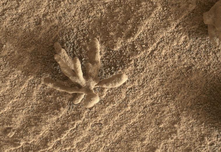 Más pequeño que una moneda de un centavo, el artefacto rocoso con forma de flor de la izquierda fue fotografiado por el rover Curiosity de la NASA utilizando su cámara MAHLI (Mars Hand Lens Imager) en el extremo de su brazo robótico. La imagen se tomó el 24 de febrero de 2022 por la NASA