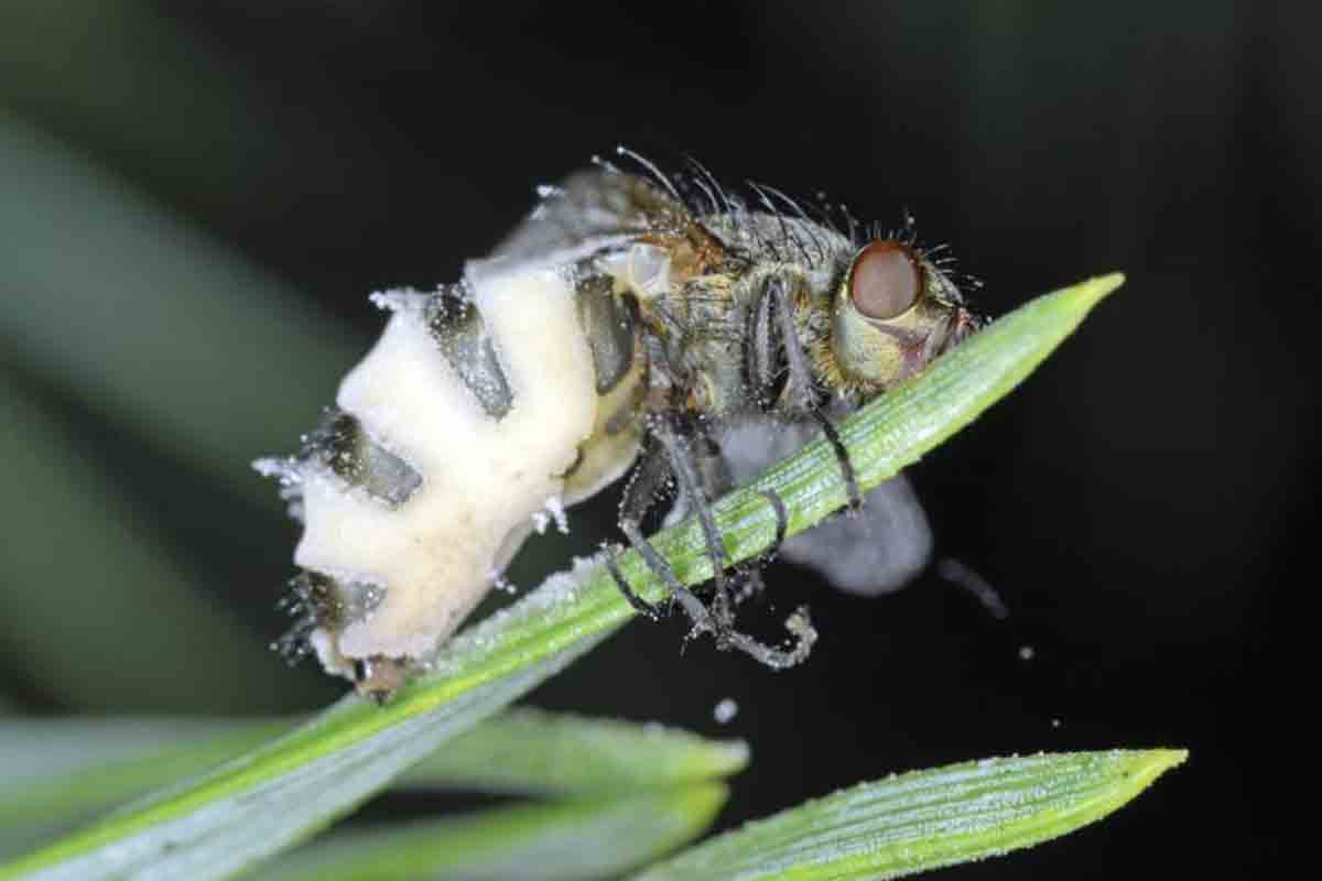 Mosca científicos zombis ciencia