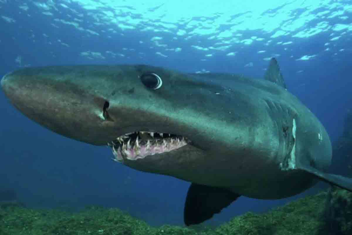 tiburón en Canarias