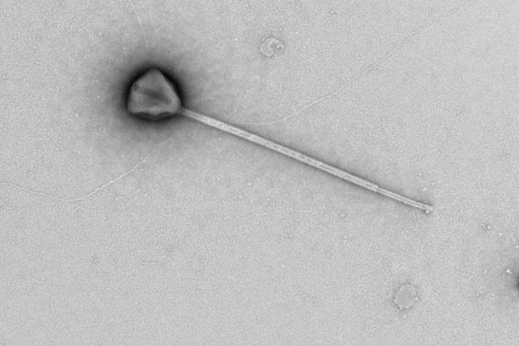 Virus descubrimiento Científicos