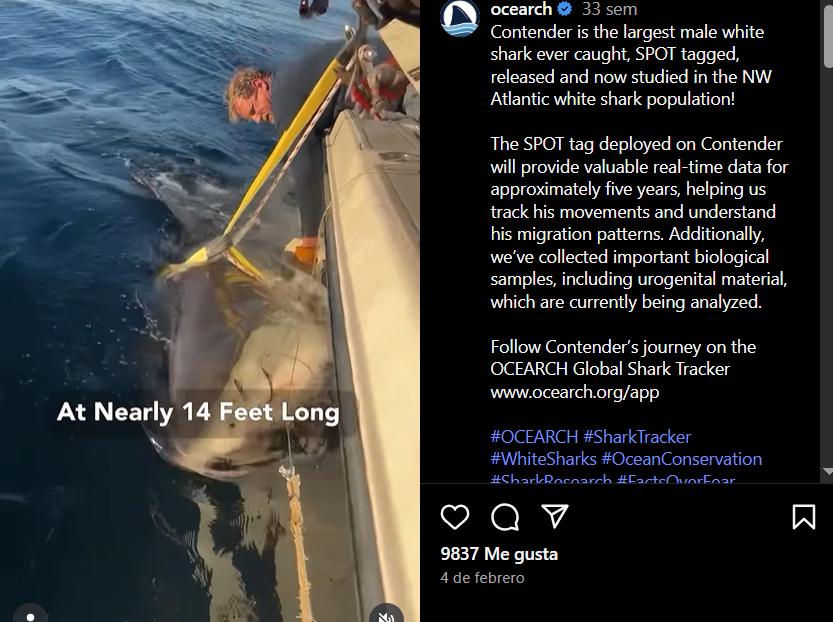 Tiburón blanco capturado por los científicos - IG