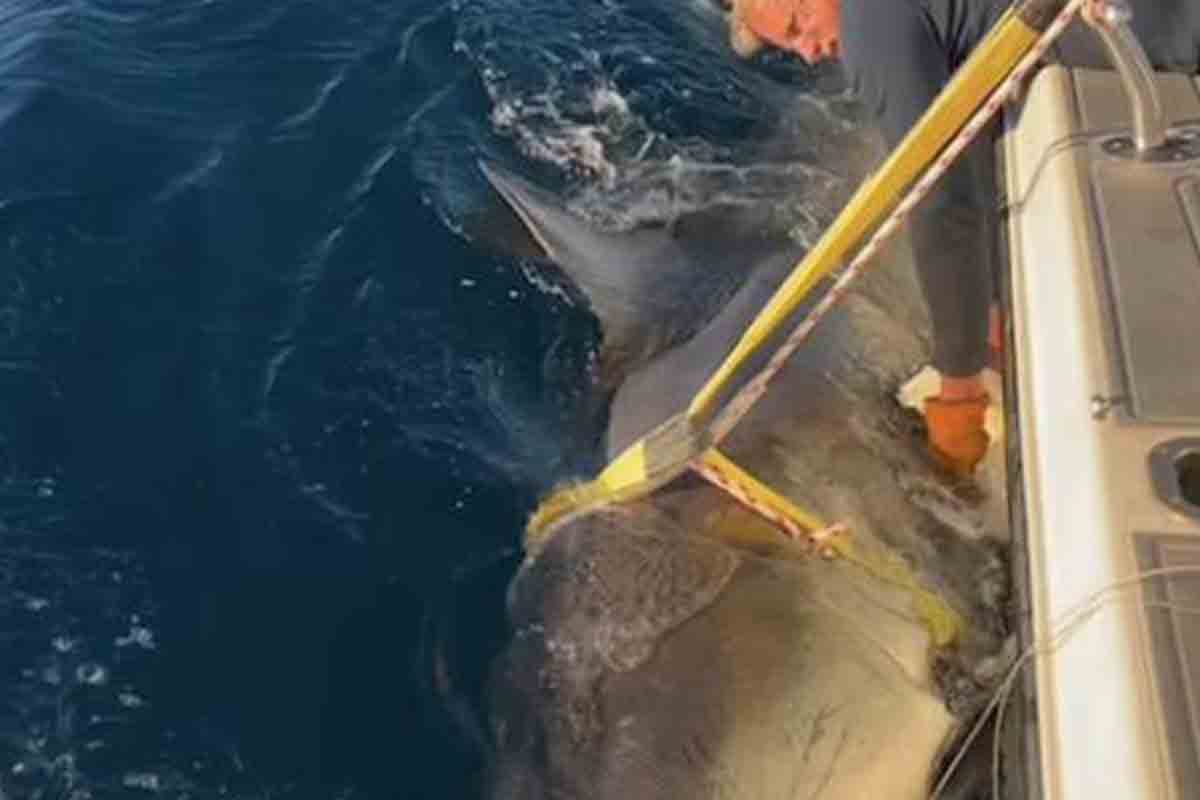 Tiburón blanco científicos