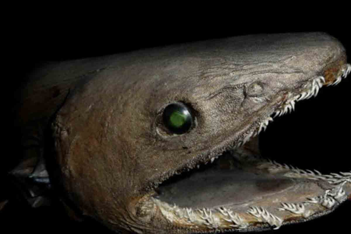 Recreación del tiburón marinos ciencia